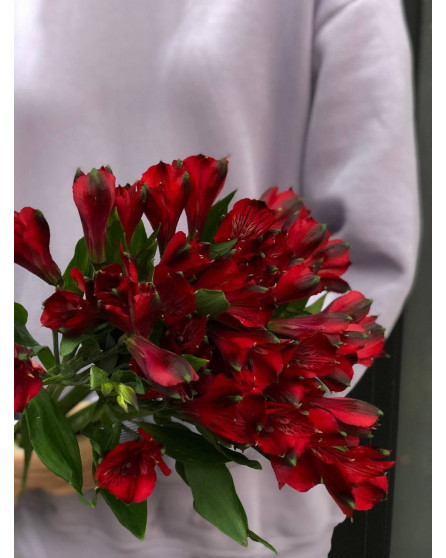 Альстромерия